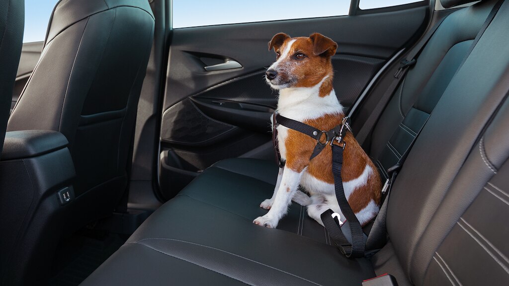 Cinturón de seguridad, es parte del kit mascotas para Chevrolet Onix 2024, sedán deportivo